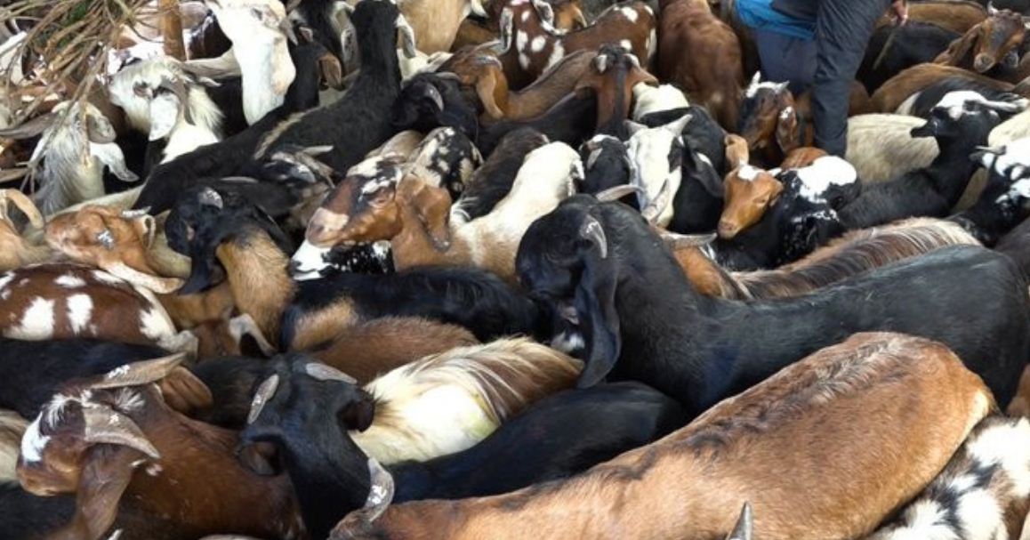 कैलालीका खसी बोकाको माग पोखरा र काठमाडौँमा 